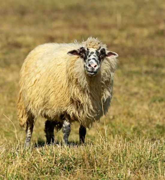 Schafe weiden — Stockfoto