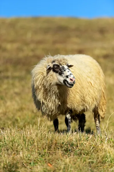 Sheep graze in a pasture — Stock Photo, Image