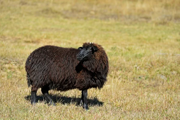 Fåren betar i en betesmark — Stockfoto