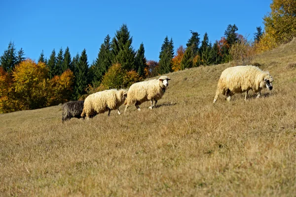 Sheep graze in a pasture — Stock Photo, Image