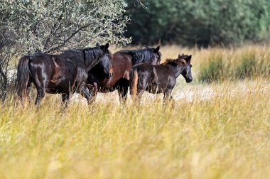 atları bozkırlarında