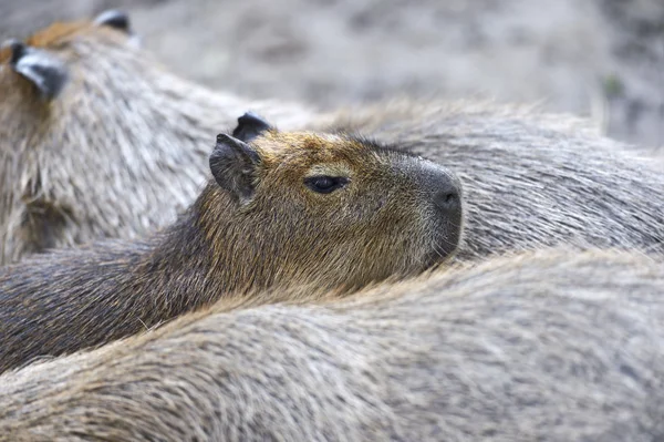 Capybaras — Photo