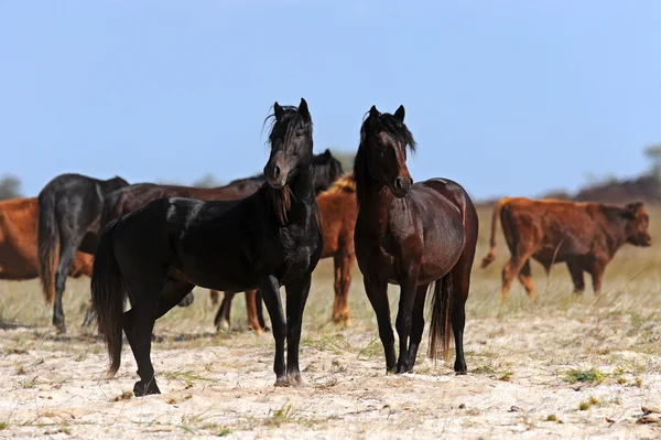 Horses in steppes — Stock Photo, Image