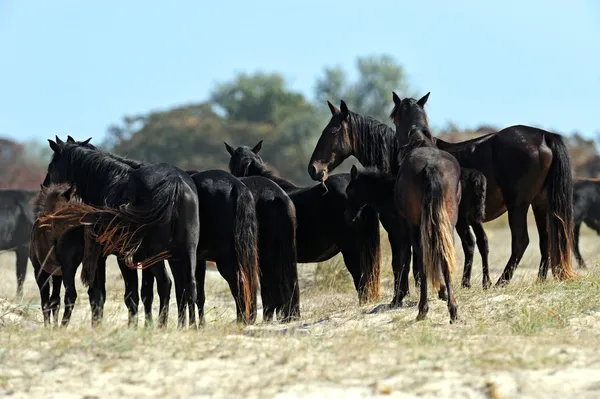 Horses in steppes — Stock Photo, Image