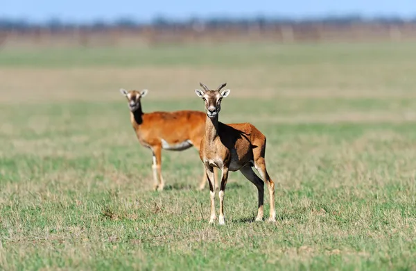 Mouflon em planícies — Fotografia de Stock