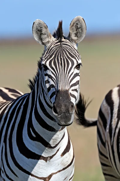 Zebra in steppes — Stock Photo, Image
