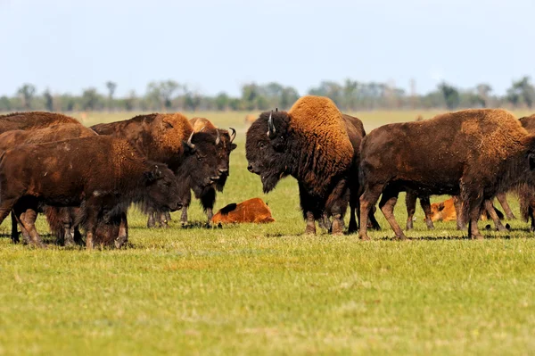 Bison in plains — Stockfoto