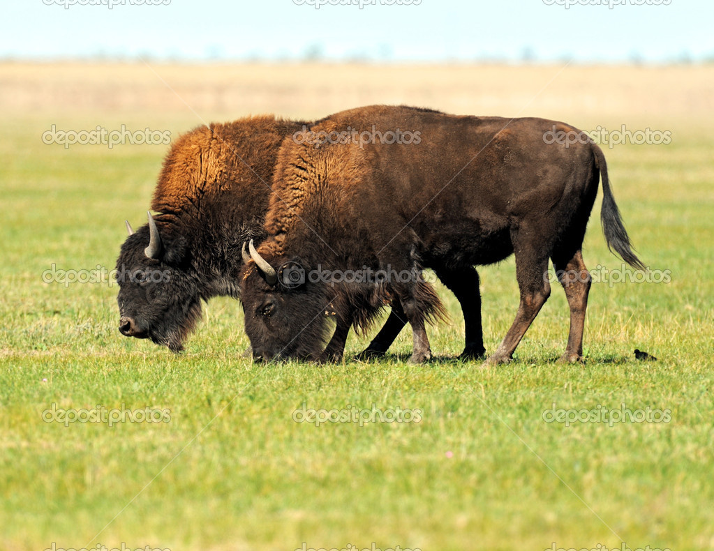 Bison in plains