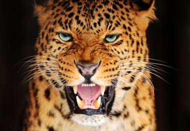 Portrait Leopard clipart