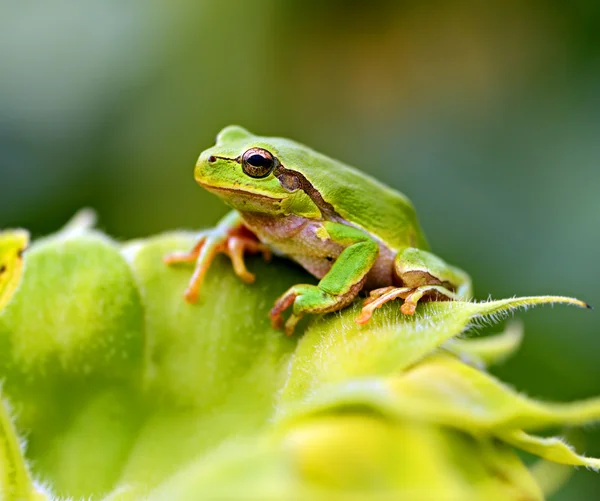 Grön trädgroda — Stockfoto