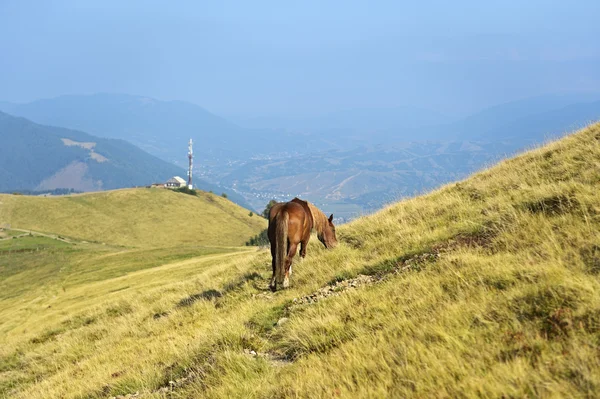 Caballo — Foto de Stock