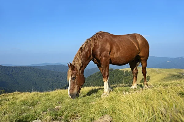 Paard — Stockfoto