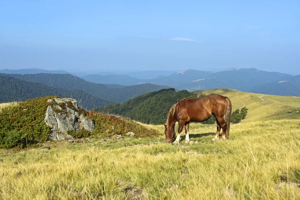 Pferd — Stockfoto