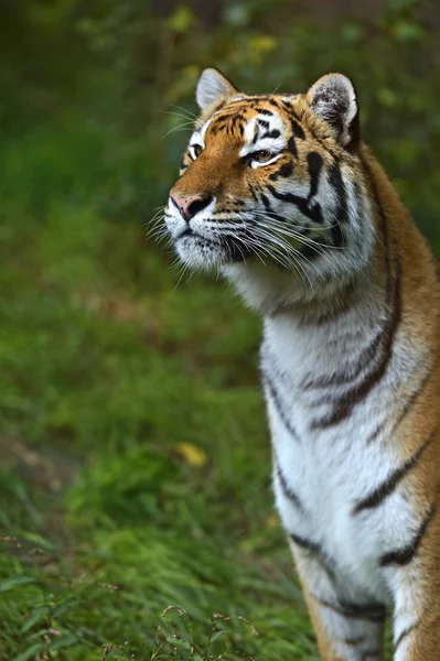 Amur tiger — Stockfoto