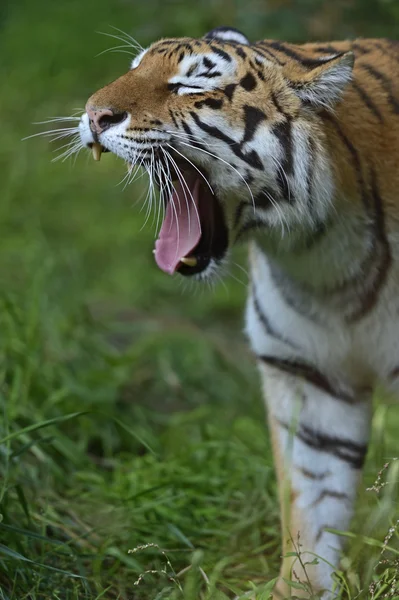 Porträtt av en tiger — Stockfoto