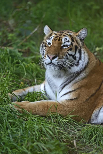 Amur Tigre de piel — Foto de Stock