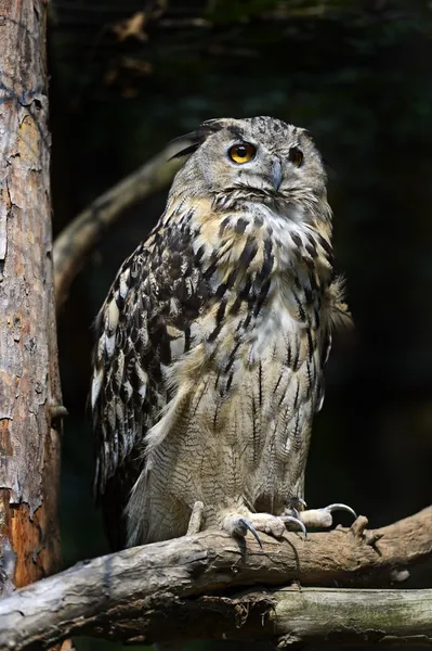 Owl — Stock Photo, Image