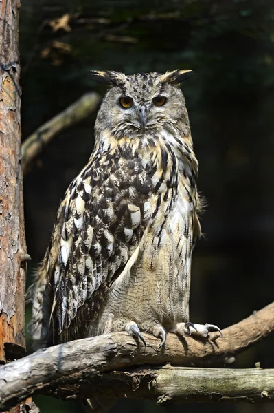 Owl — Stock Photo, Image