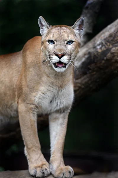 Retrato de pumas — Foto de Stock