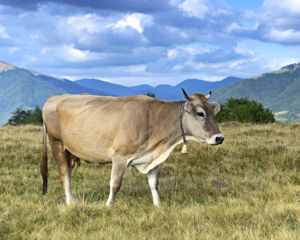 Vacas cárpatas — Fotografia de Stock