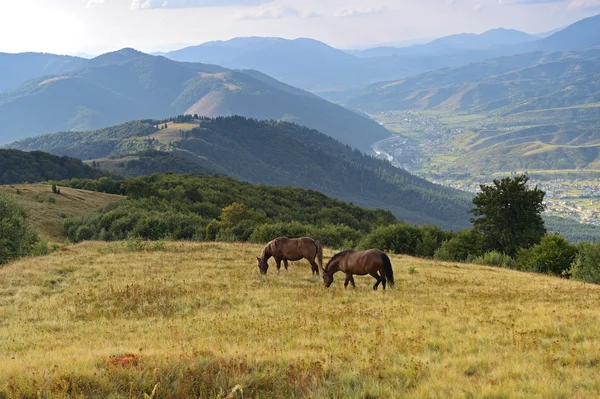 Horses — Stock Photo, Image