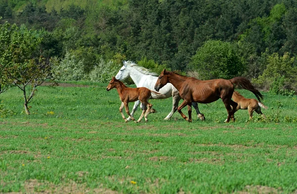 Hästar — Stockfoto