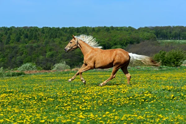 Pferd — Stockfoto