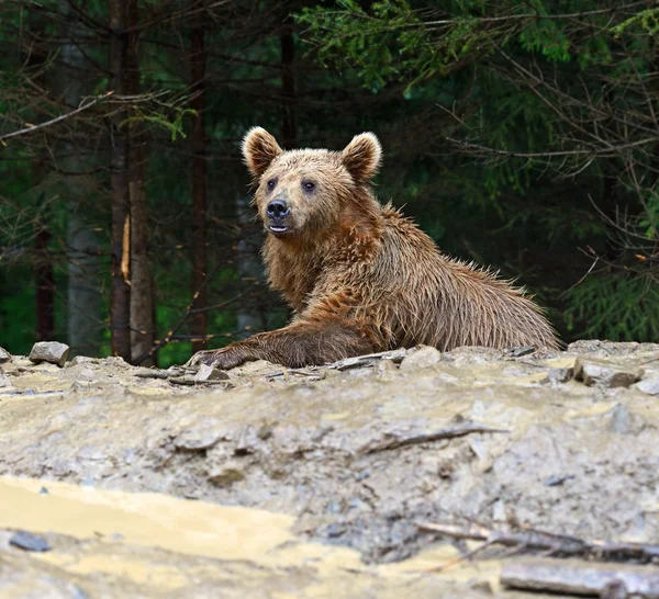 Urso castanho — Fotografia de Stock