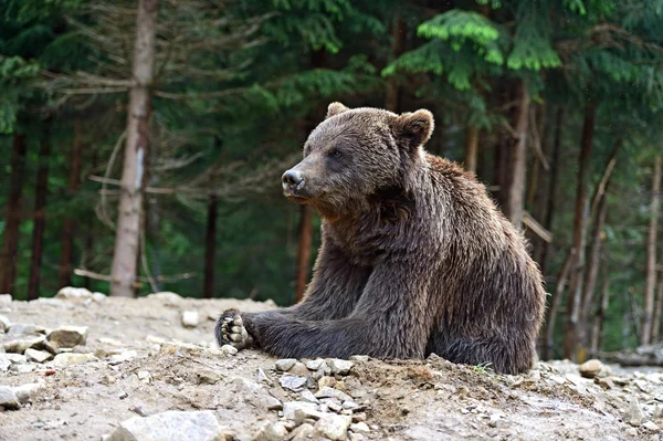 Braunbären in den Karpaten. — Stockfoto