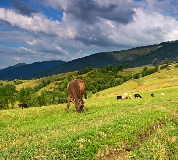 Bergslandskap — Stockfoto