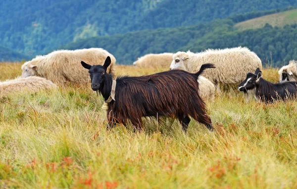 Berglandschap — Stockfoto