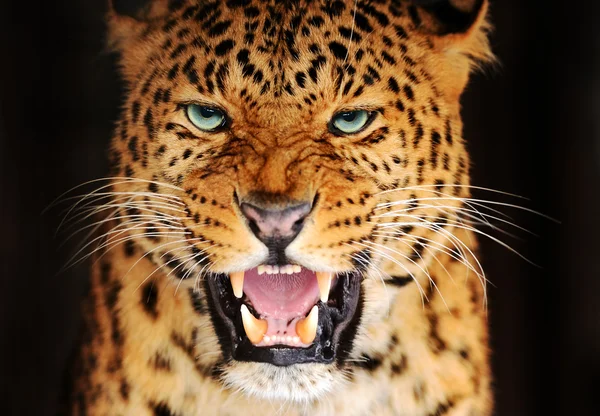 Retrato Leopardo — Fotografia de Stock