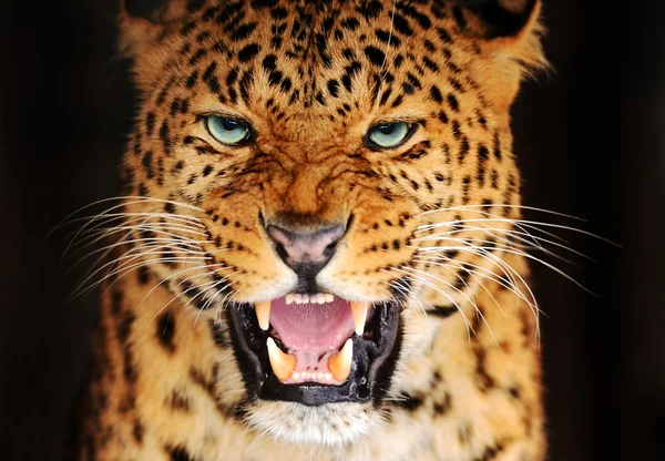 Portrait Leopard — Stock Photo, Image