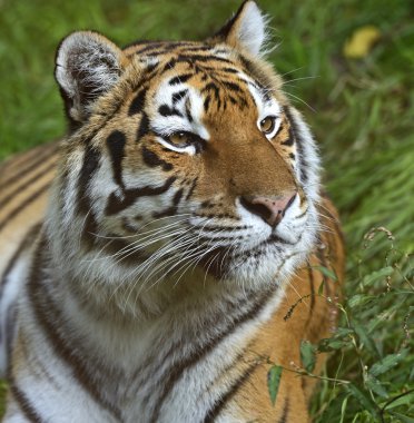 tiger portresi