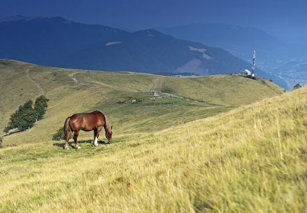 Häst — Stockfoto