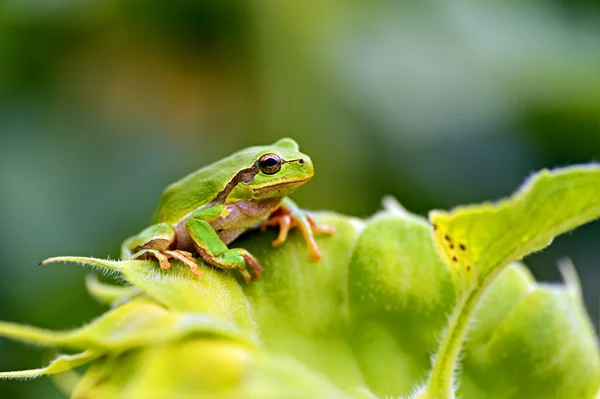 Зелена деревна жаба на гіллі. — стокове фото