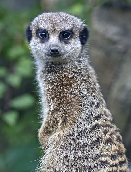 Suricata. — Fotografia de Stock