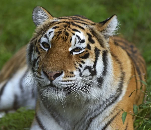 Porträt eines Tigers — Stockfoto