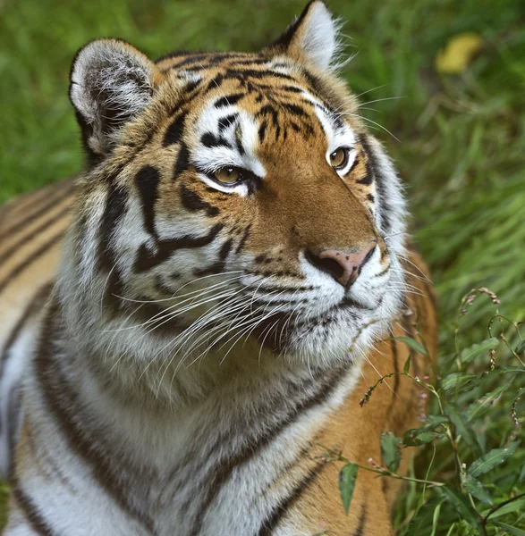 Portrét tygr — Stock fotografie