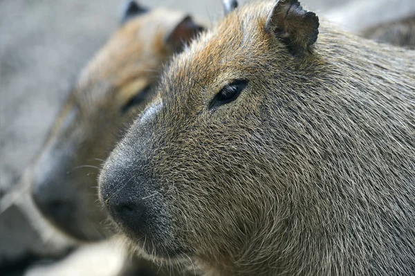 Capybaras — Photo