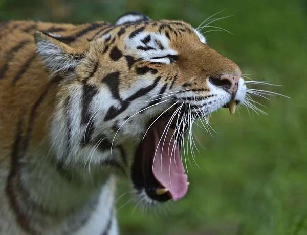 Portrait of a tiger — Stock Photo, Image