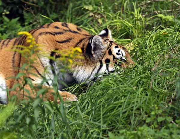 Tiger portresi — Stok fotoğraf