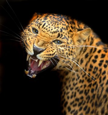 Amur leoparı