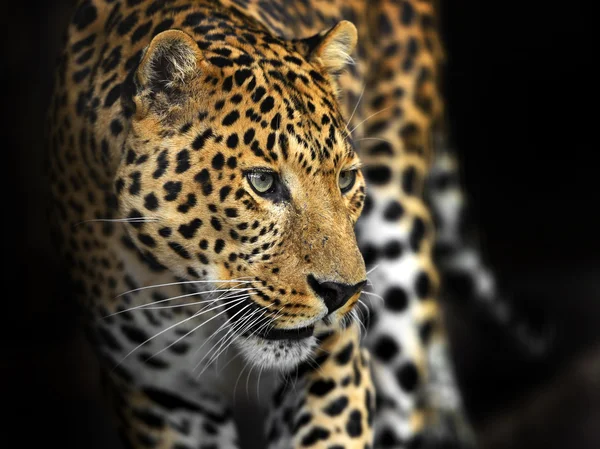 Amur Leopardo — Foto de Stock