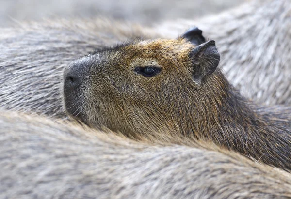 Capybaras — 스톡 사진