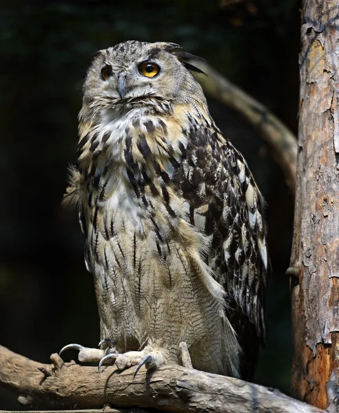 Owl on a dark background — Stock Photo, Image