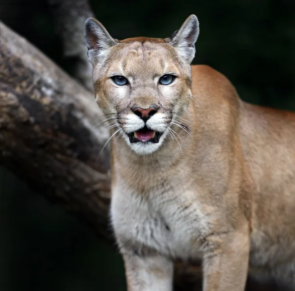 Portrait Cougars — Stock Photo, Image