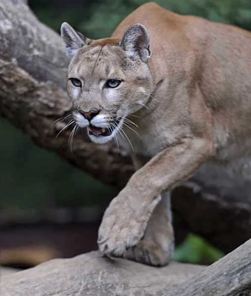 Retrato de pumas — Foto de Stock