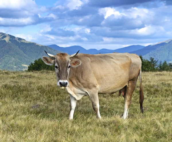 Karpatische koe — Stockfoto