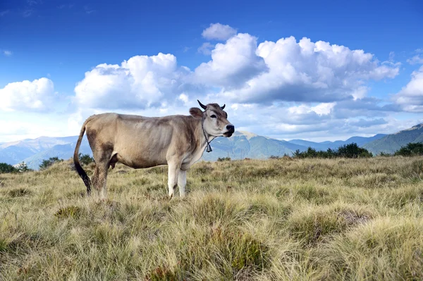 Vache carpatique — Photo